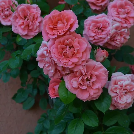 Al Podere Di Rosa * Lucca