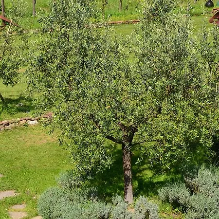 Al Podere Di Rosa Feriegård *